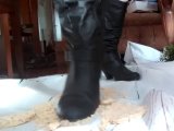 Amateurvideo Crsuhing Rice Waffles with my Boots. von LadyIndiana